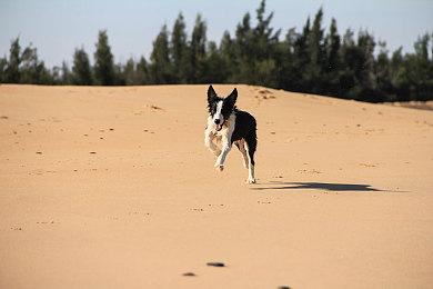 暗黑破坏神4世界BOSS怎么打？暗黑4世界BOSS疫王阿煞巴打法攻略